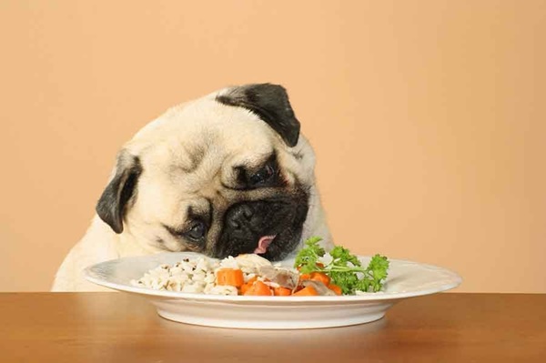 Chú chó đang nhìn đĩa thức ăn trên bàn, gồm cơm, rau củ và hành lá.