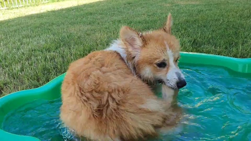 chet cuoi chu cho corgi duoi theo cai duoi cua minh trong chau tam