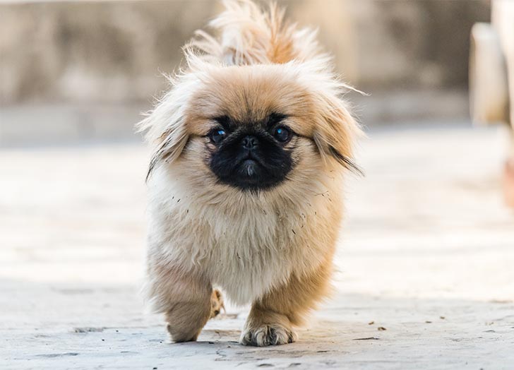 12 Chinese Dog Breeds That Are Super Old and Rare - PureWow