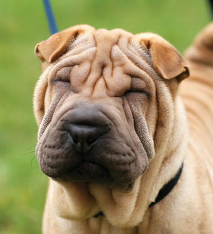 How To Care For Chinese Shar Peis | VIDA Veterinary Care