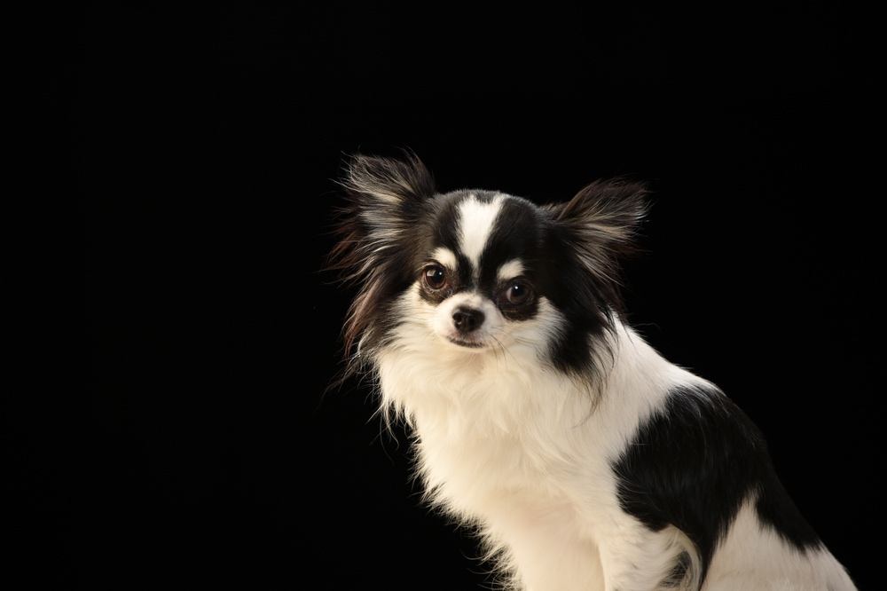 chinwa japanese chin chihuahua