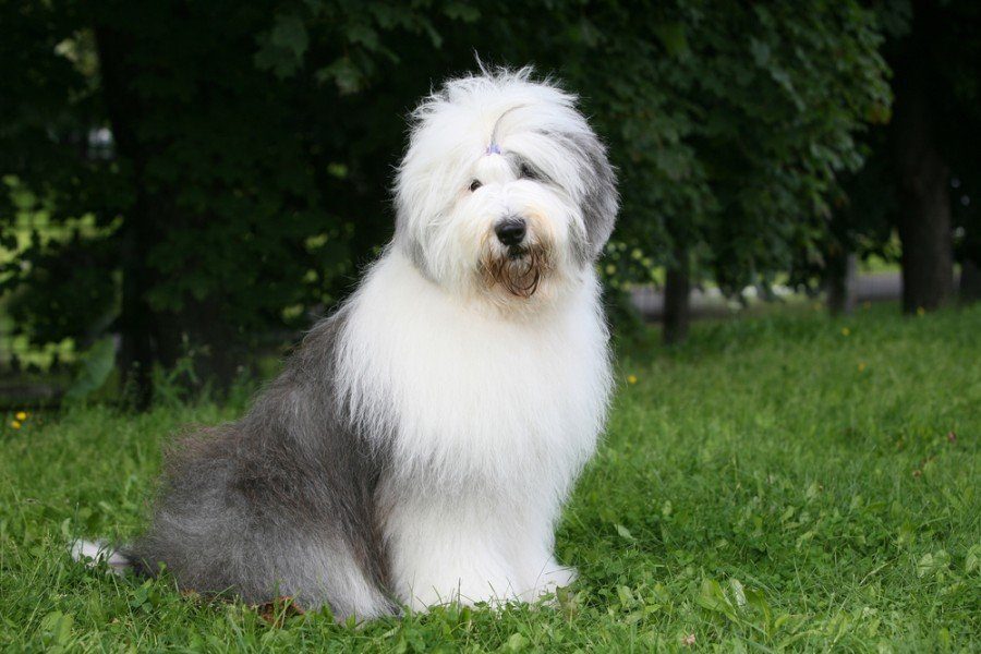 Old English Sheepdog Dog Breed: Info, Pictures, Care & More – Dogster