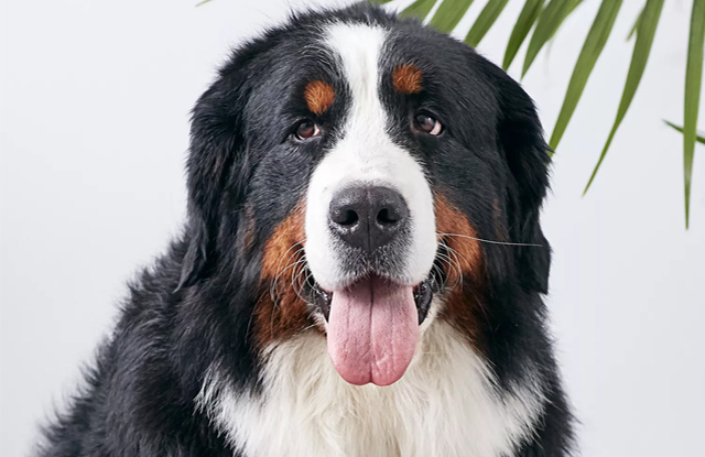 Chó Bernese Mountain với lưỡi thè ra đặt dưới cây