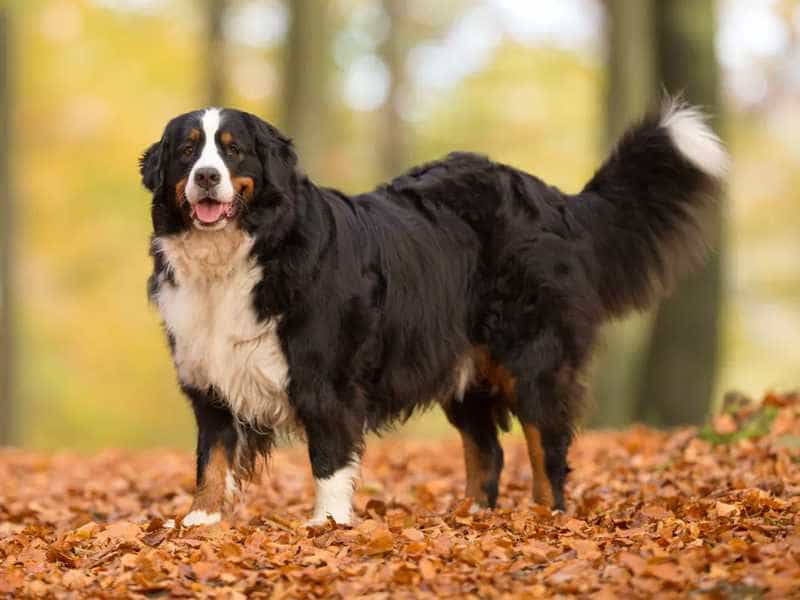 Chó Bernese Mountain đứng trên lá mùa thu