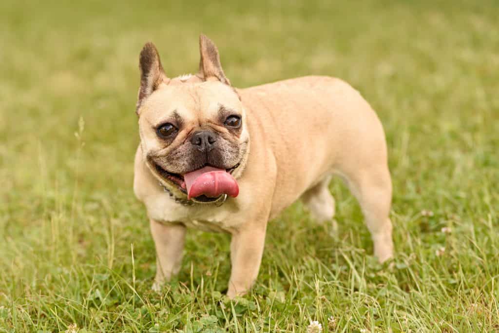 cho bull phap 5