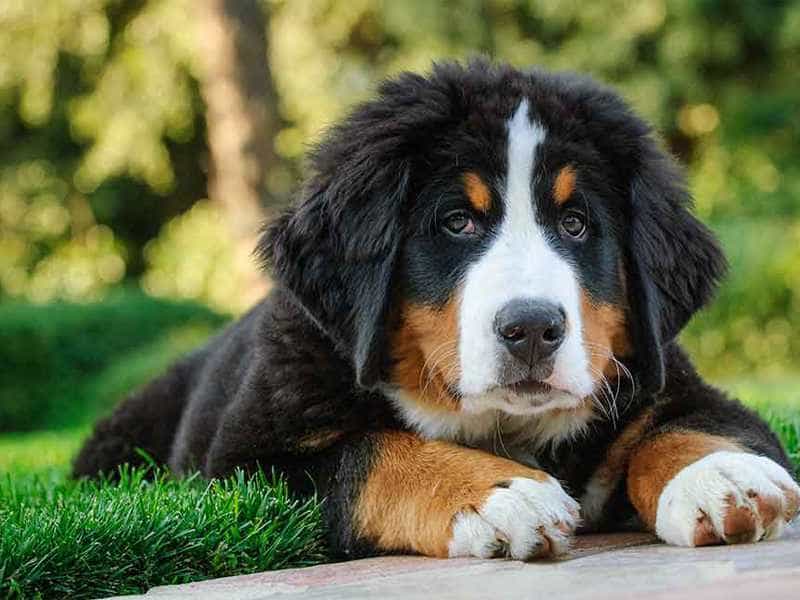 Chú chó con lông xù màu đen trắng nằm trên cỏ xanh