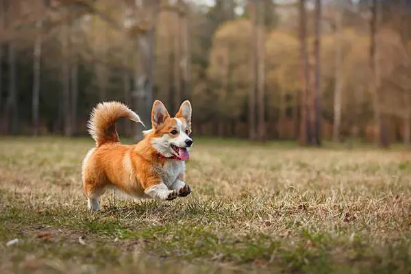 cho corgi 3
