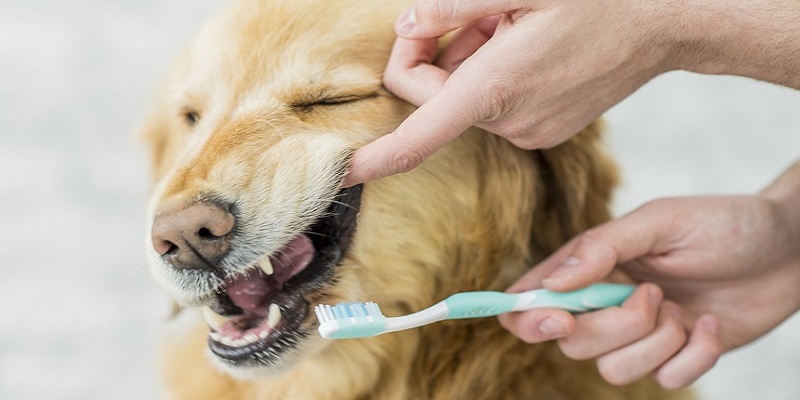 Triệt để chứng hôi miệng ở chó mèo - Happy Paws