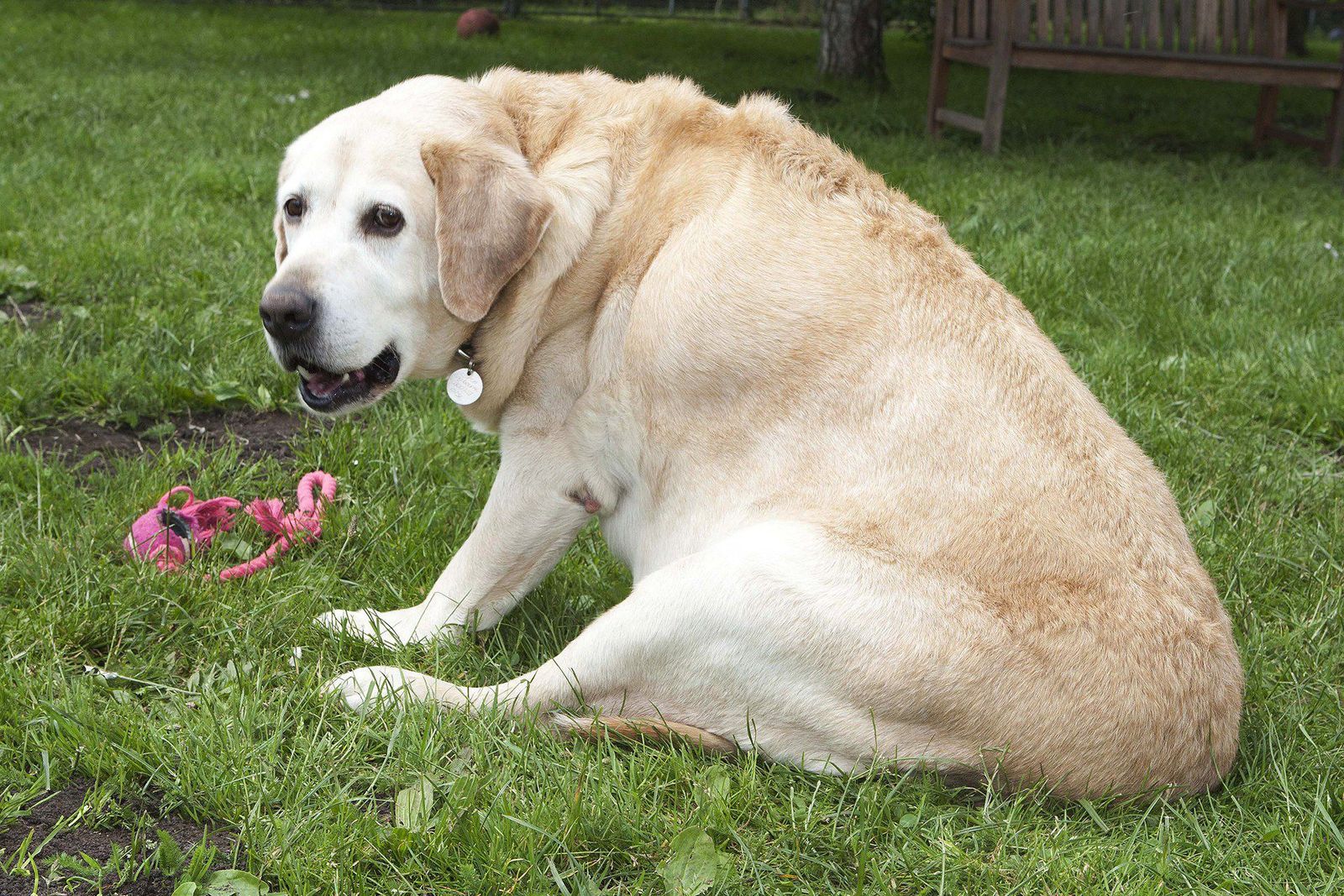 Chubby labrador retrievers may be genetically predisposed to obesity | WIRED
