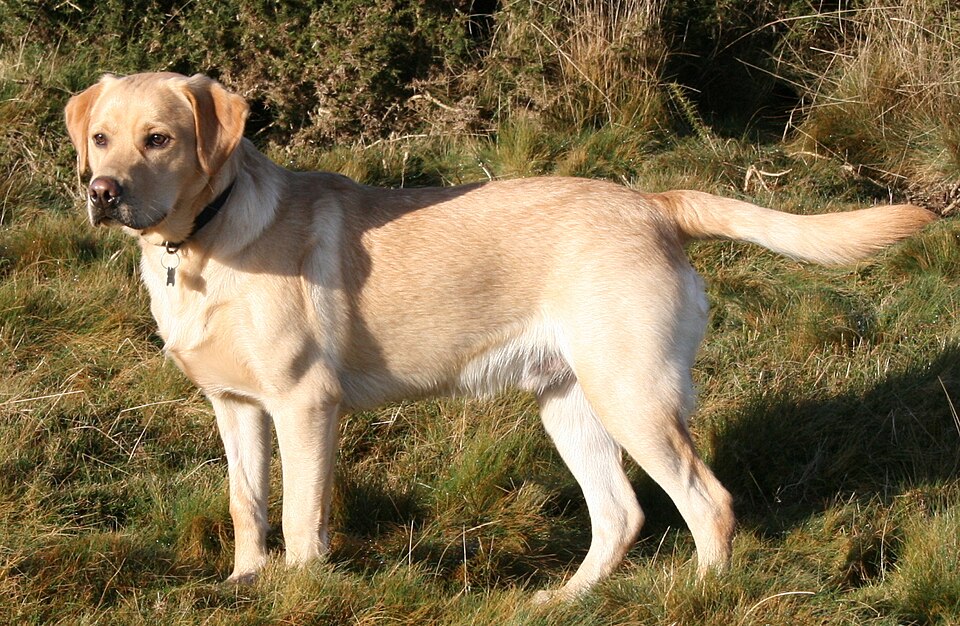 Chó tha mồi Labrador – Wikipedia tiếng Việt