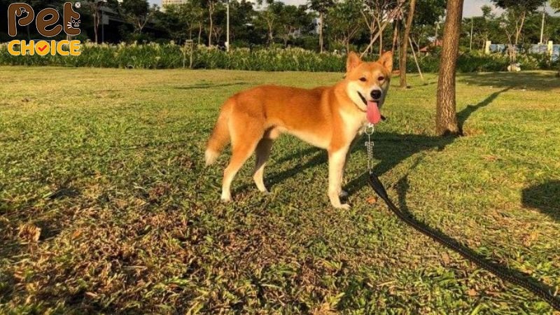 Chú chó lông nâu đứng trên bãi cỏ xanh, xích buộc vào gốc cây, miệng thè lưỡi dưới ánh nắng.
