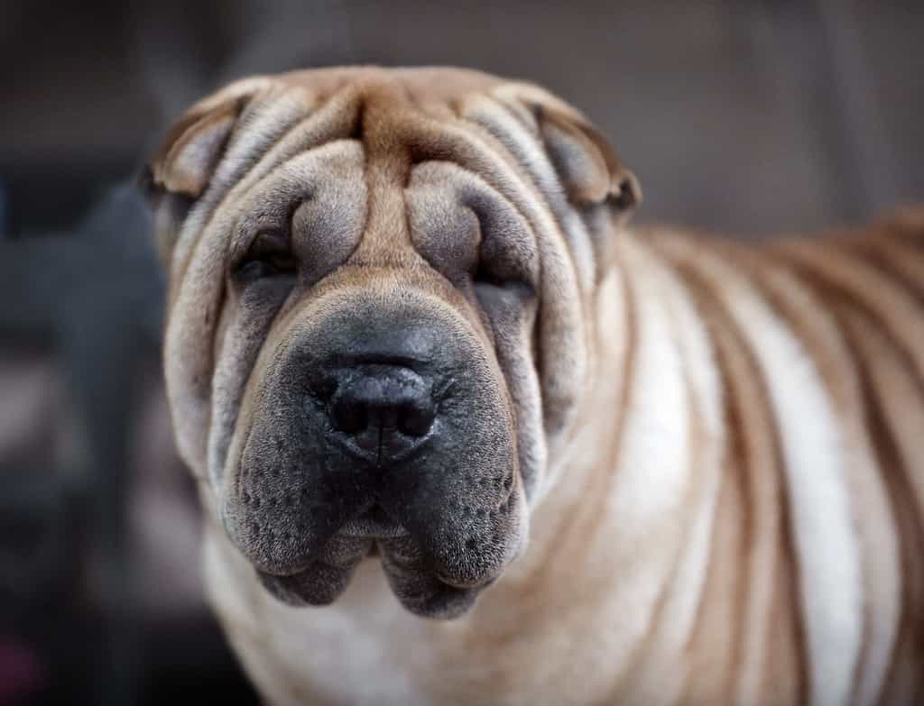 cho mat nhan sharpei