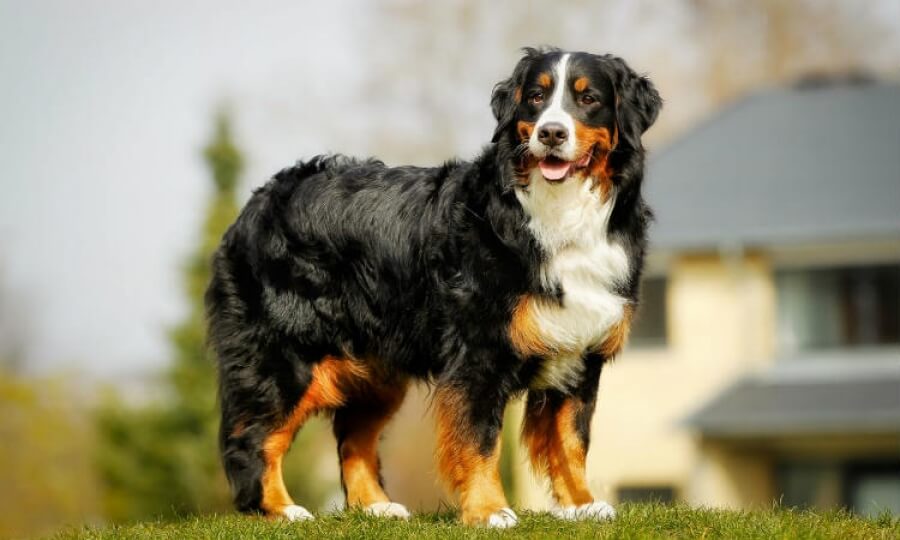 Chó núi Bernese đứng trên cỏ trước ngôi nhà