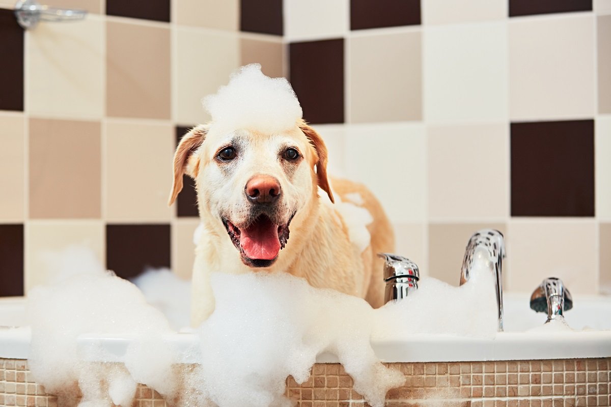 Labrador Enjoying Her Daily Shower Delights Internet: