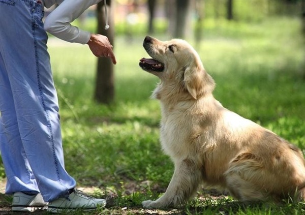 Người đang huấn luyện chó trong công viên xanh, chú chó ngồi ngoan ngoãn nhìn theo tay người huấn luyện.