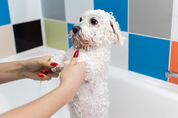 Close-up of a girl bathing her dog in the bathroom, she pours water on her