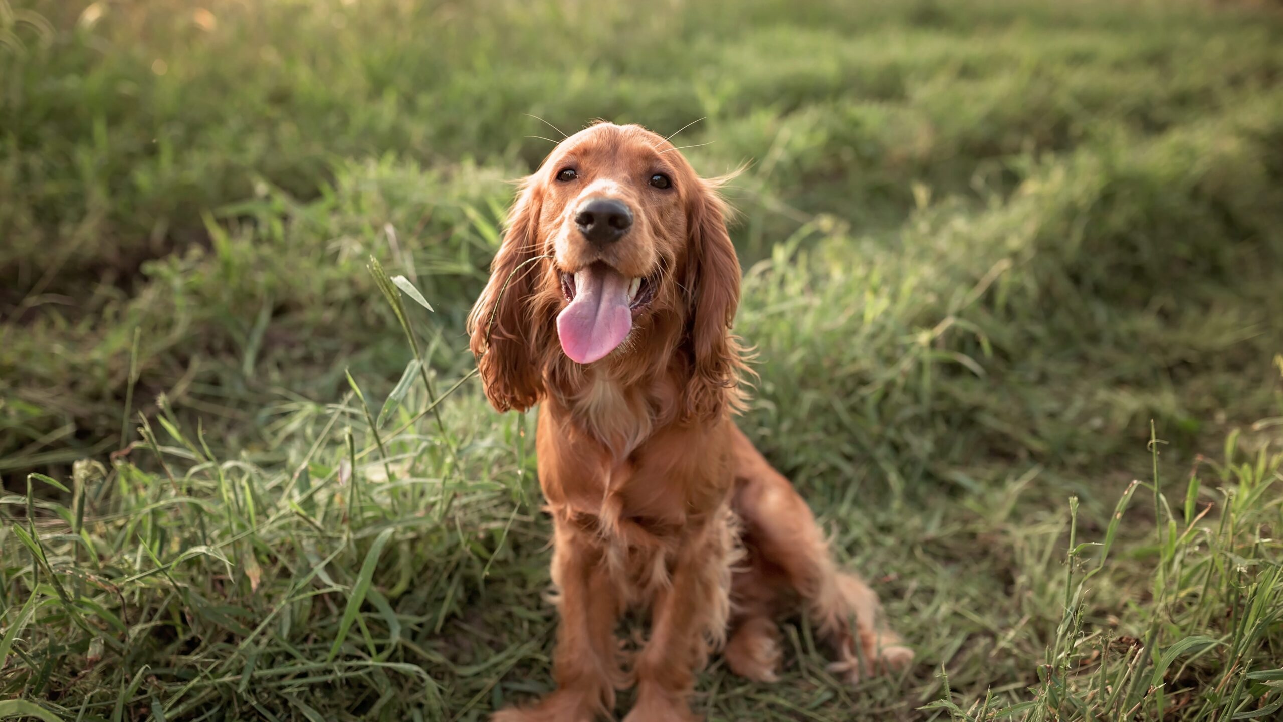 cocker spaniel 685bff3474de0.jpgcrop1xw0 scaled