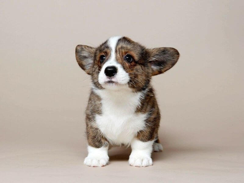 Chó Corgi Cardigan: Phân biệt Corgi có đuôi và không đuôi