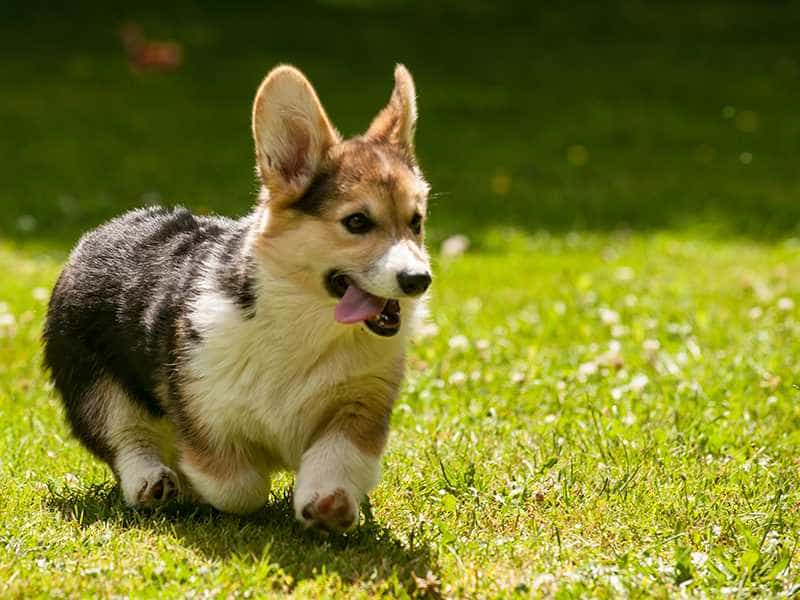 corgi3 0