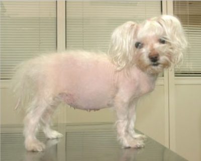 cushings e1484686714259