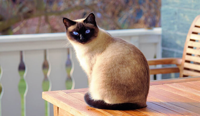 dac diem gia va cach nuoi meo meo xiem siamese cat 202206071057396803