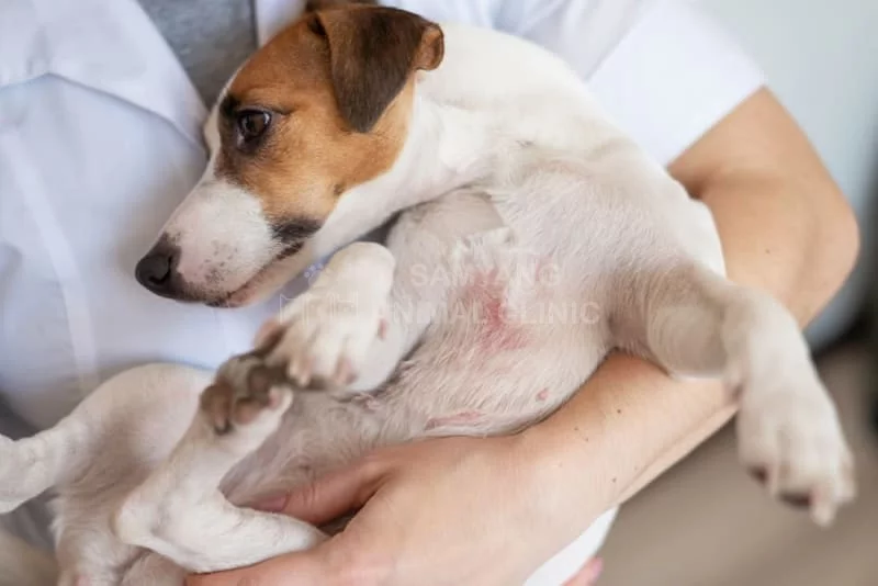 Dị ứng ở chó: Triệu chứng, chẩn đoán và điều trị