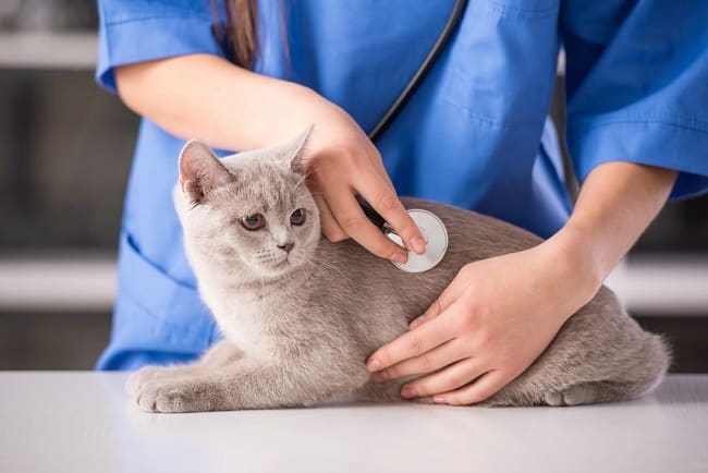 Dịch vụ khám tổng quát cho mèo từ A đến Z chuyên nghiệp