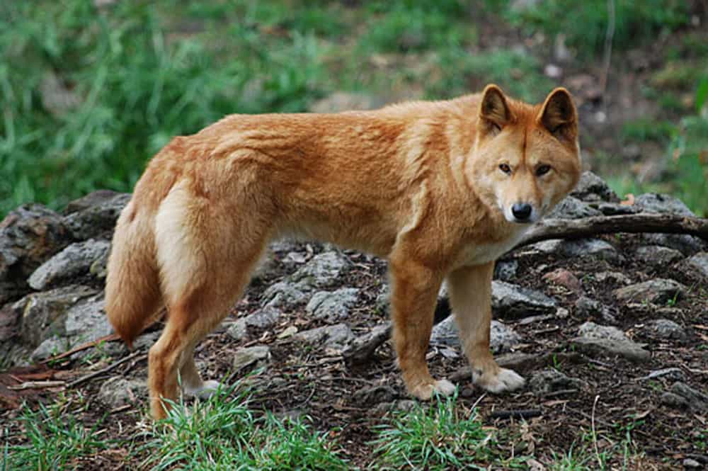 dingo dong duong