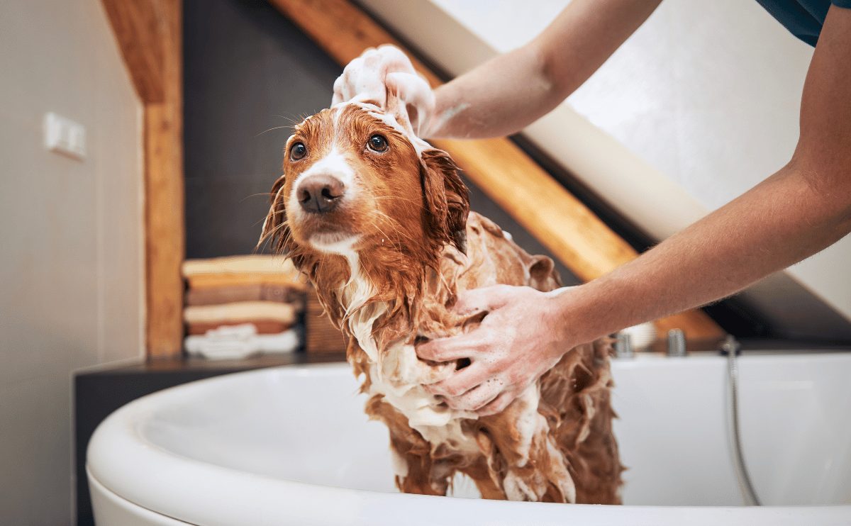 Bí quyết tắm cho chó an toàn và hiệu quả - Hello Con Sen Pet Shop