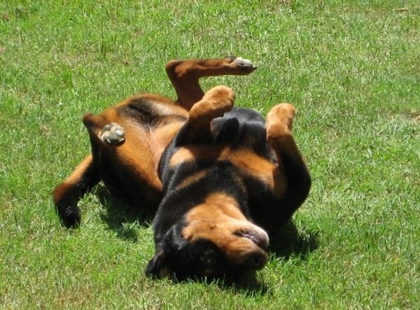 dog with epilepsy