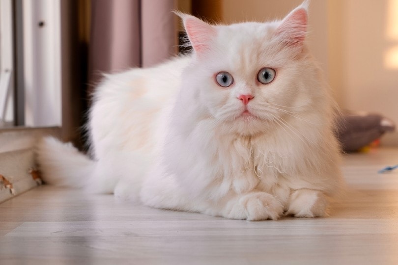 Doll Face Persian Cats: Facts, Origin & History (With Pictures) | Hepper  Pet Resources