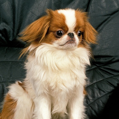 The Japanese Chin: origin, temperament, health and price