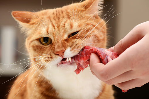 Cats and Raw Food: Is it safe? – Bella & Boots: Raw Pet Food