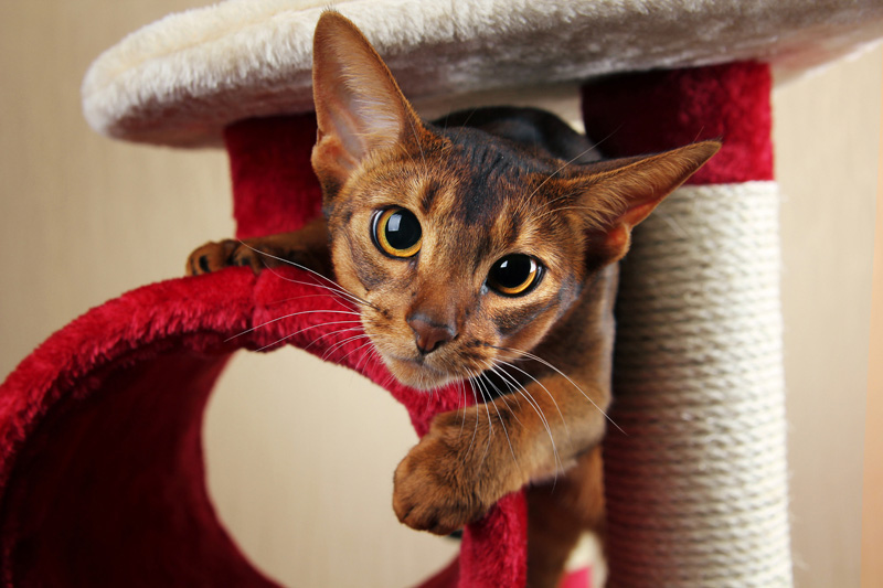 Enrichment Tips for Cats (That Many People Miss)