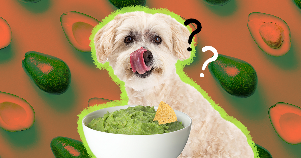 Can Dogs Eat Avocado? And What Amount Is Safe - DodoWell - The Dodo