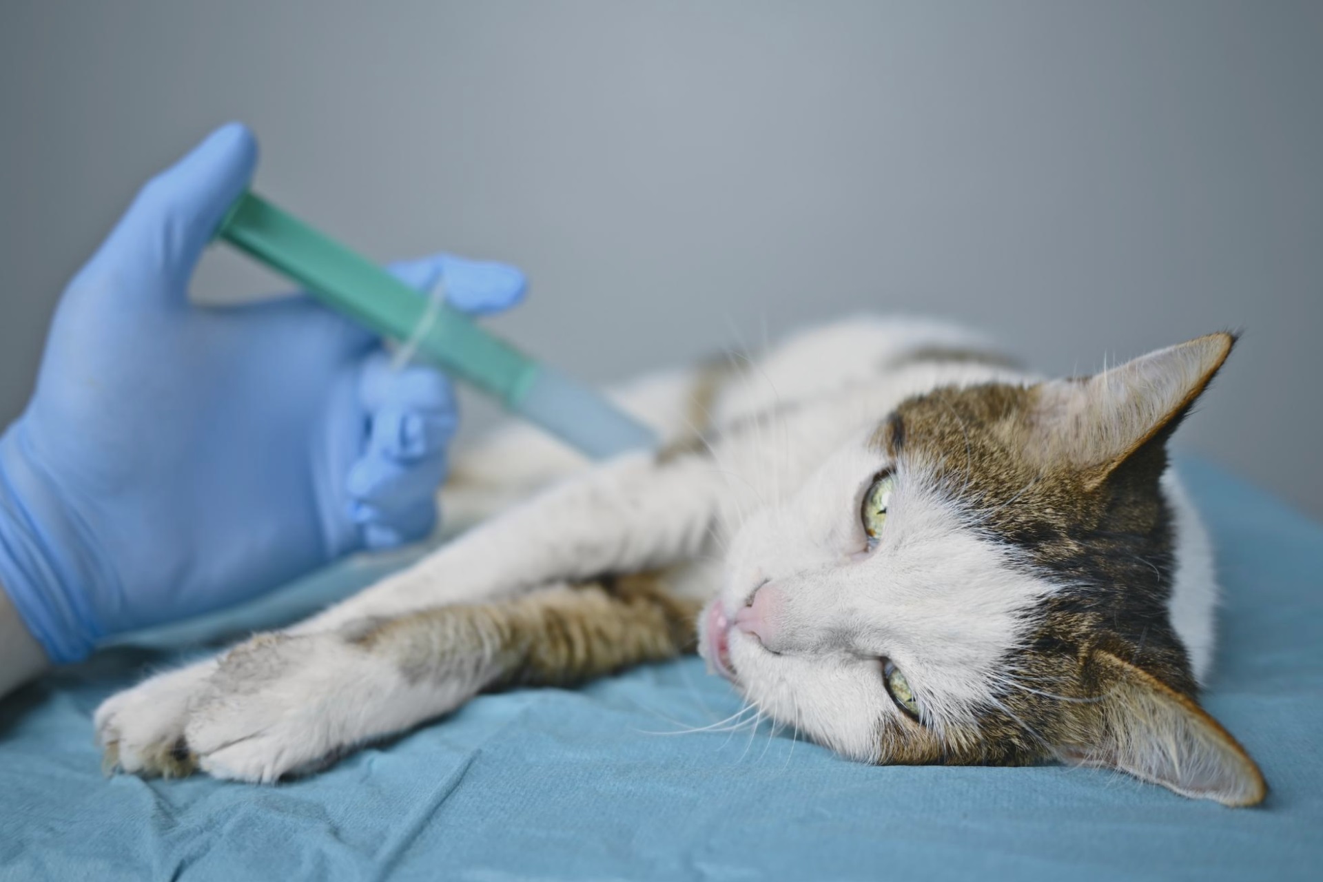 Feline Panleukopenia: 🐱 A Serious Contagious Disease 🦠 Learn How to  Protect Your Cat! - bdvets