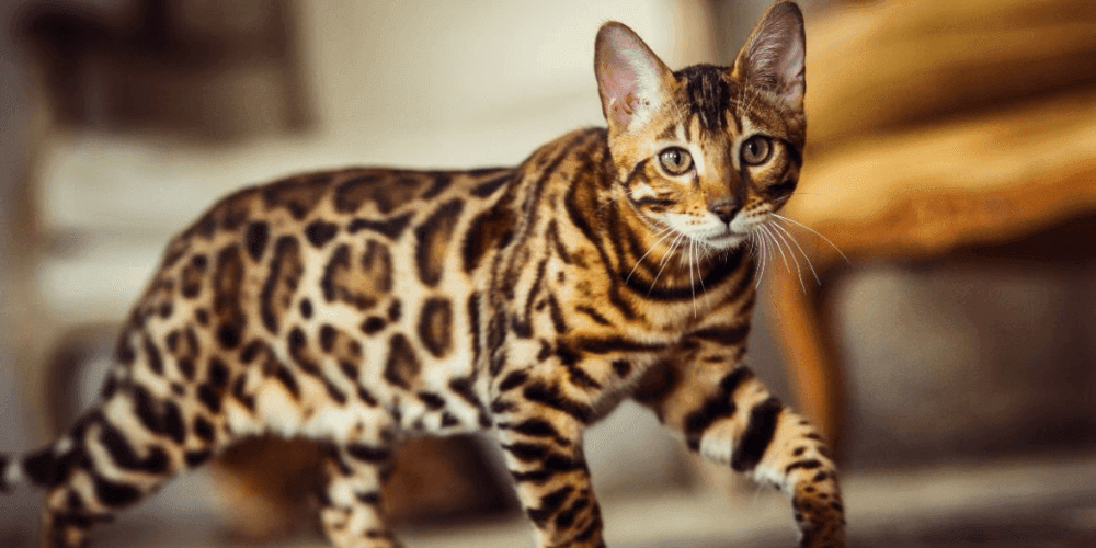 getting to know your bengal cat tippaws