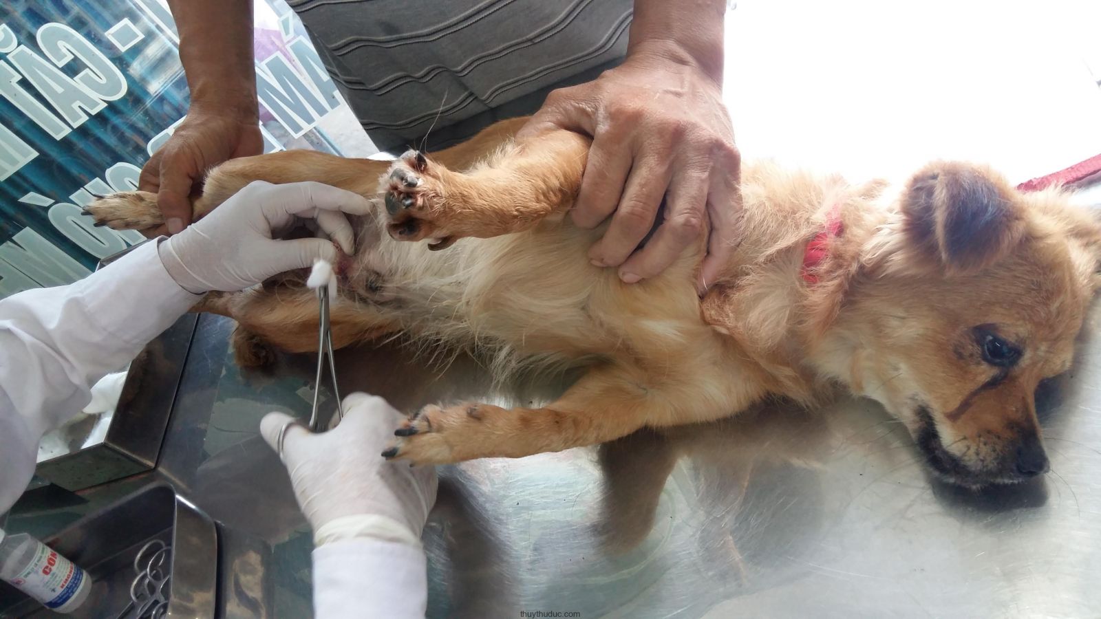 Chó nhỏ đang được chăm sóc y tế, có người đeo găng tay trắng hỗ trợ, nằm trên bàn kim loại.