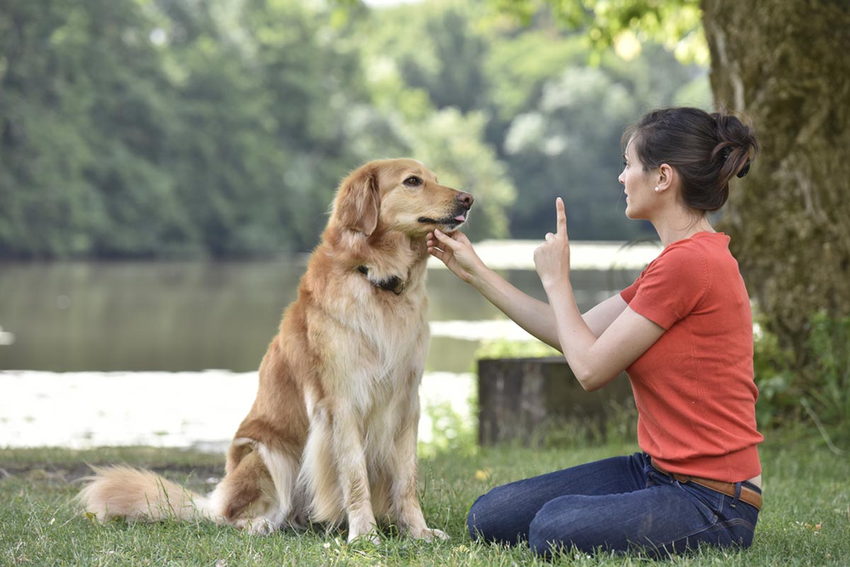 Người ngồi trên cỏ huấn luyện chó lông vàng cạnh hồ nước, trong khung cảnh thiên nhiên xanh mát.