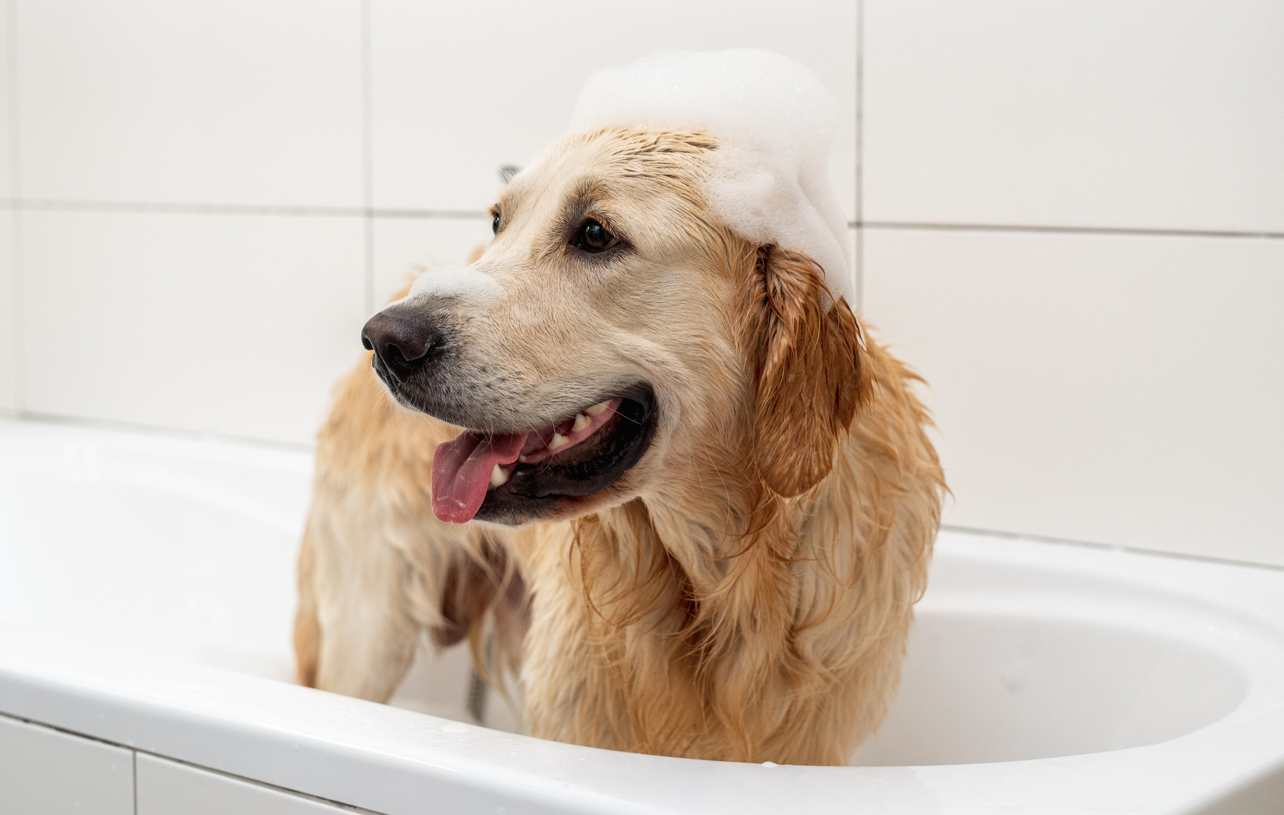 Golden Retriever's Shower 'Routine' After Walks Delights Internet - Newsweek