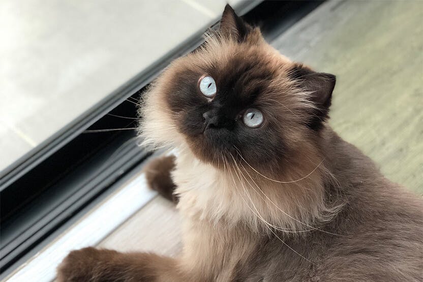 himalayan cat
