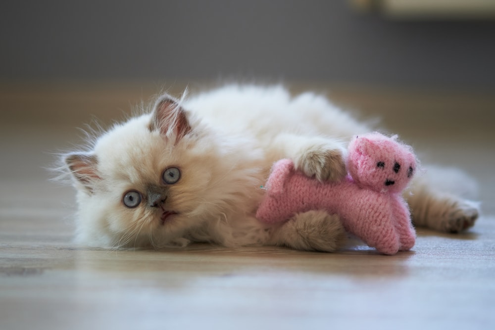 Himalayan Cat Breed: Info, Pictures, Care, Traits & Facts | Hepper Pet  Resources
