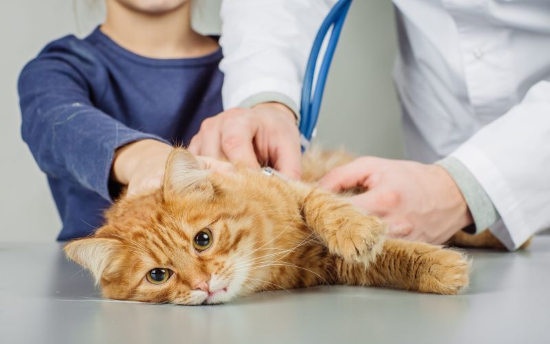 Người khám sức khỏe cho mèo mướp trên bàn, có một người khác đang nhẹ nhàng giữ mèo.