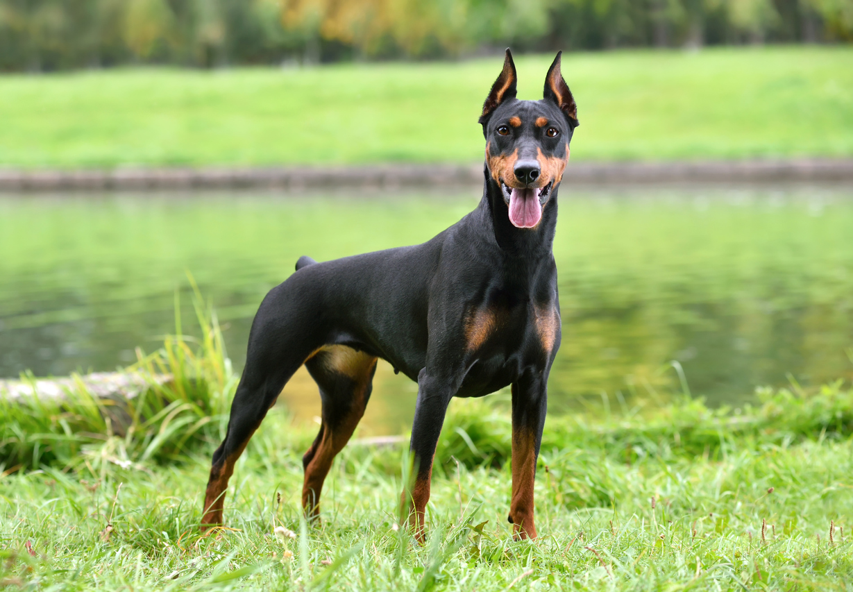 iStock 1223511966