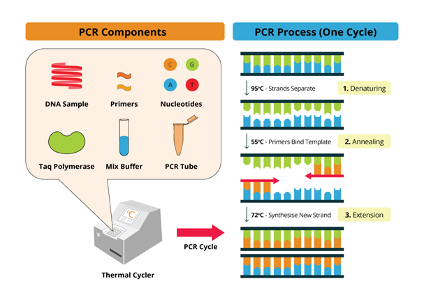 Sơ đồ mô tả các thành phần và quy trình chu kỳ của PCR, bao gồm mẫu DNA, mồi, nucleotide và chu trình nhiệt.
