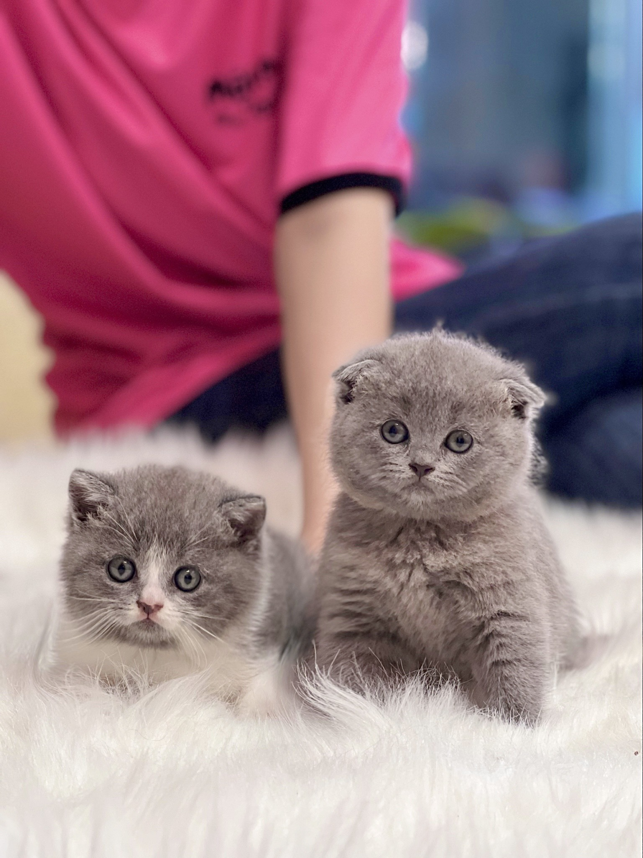 MÈO ANH LÔNG NGẮN TAI CỤP – MẬT PET FAMILY
