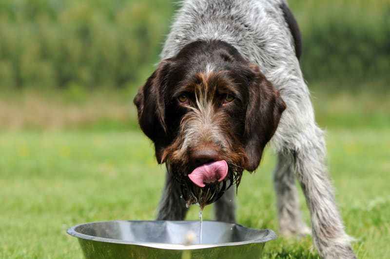 Renal Failure in Dogs | Causes, Symptoms & Treatment in Flat Rock