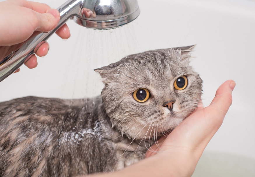 Tắm Cho Mèo Anh Lông Ngắn đúng Cách Như Thế Nào? - Danny Pet Clinic