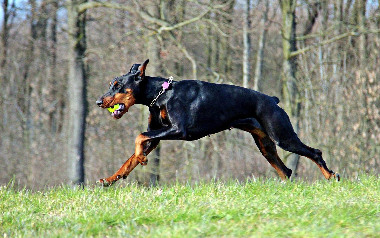 Chó Doberman: Nguồn gốc, đặc điểm, giá bán và cách nuôi