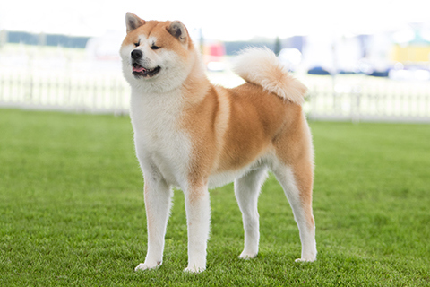 japanese akita inu standing